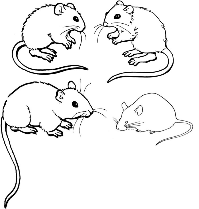Mice colouring pages