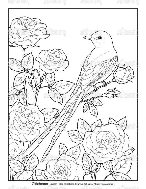 State birds and flowers ok