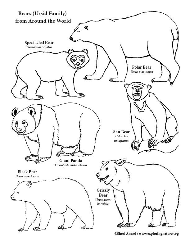 Bears of the world coloring page