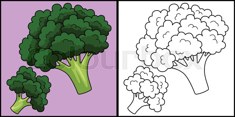 Broccoli vegetable coloring page illustration stock vector