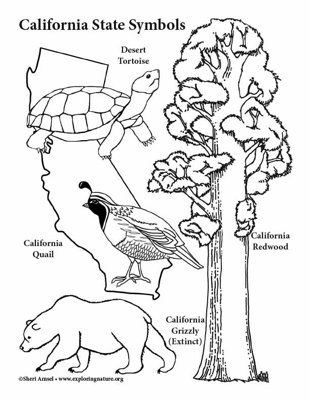 California state symbols coloring page