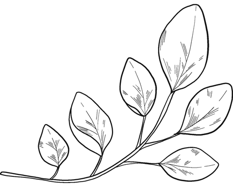 Eucalyptus branch coloring page free printable coloring pages