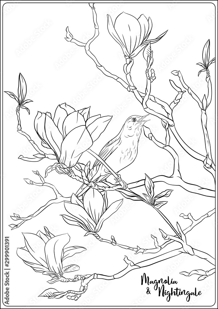 Magnolia tree branch with flowers and nightingale coloring page for the adult coloring book outline hand drawing vector illustration vector