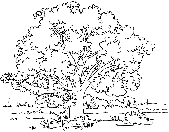 Giant tree in a beautiful meadow