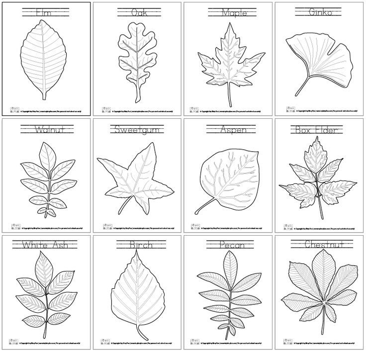 Leaf coloring pages leaf coloring page coloring pages leaf coloring