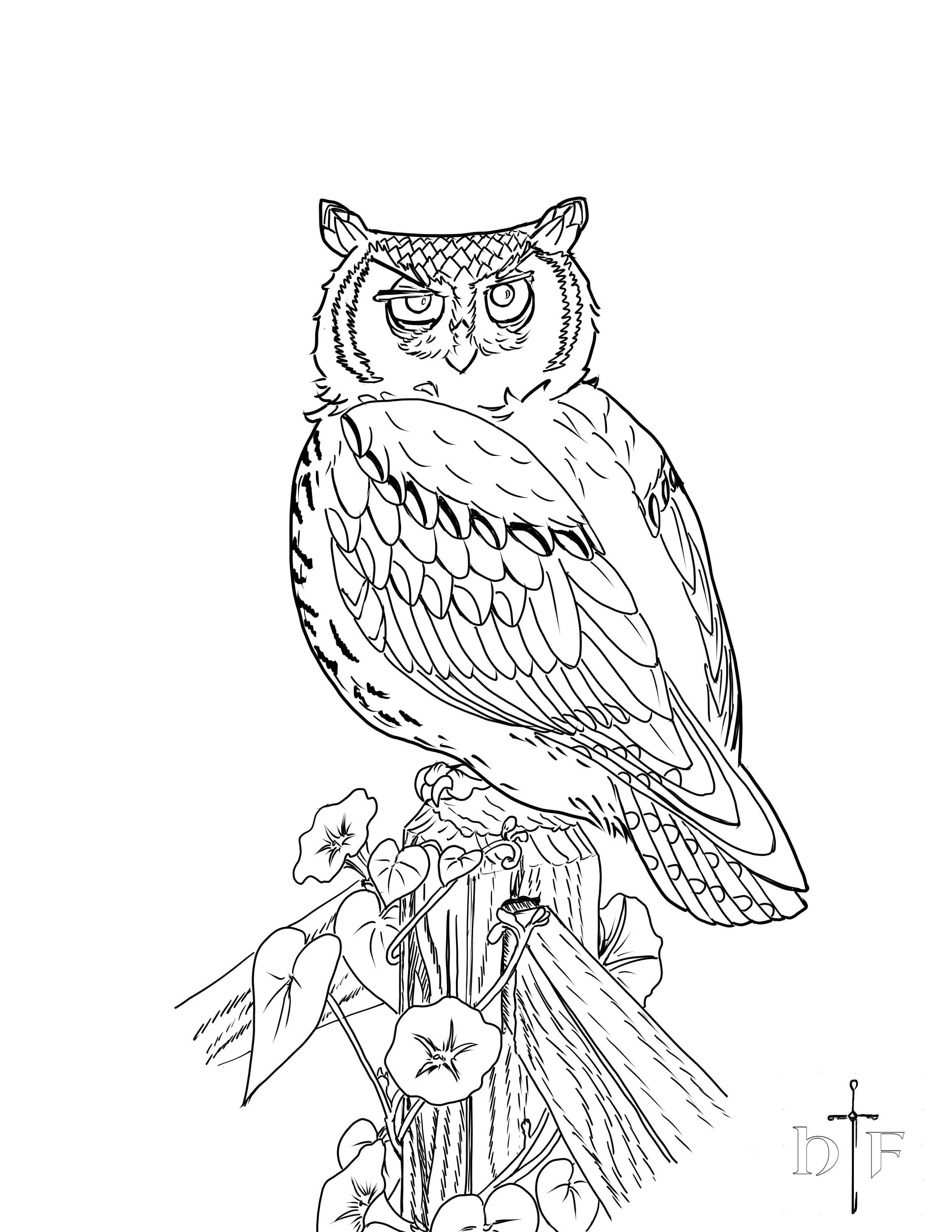 Owl coloring page