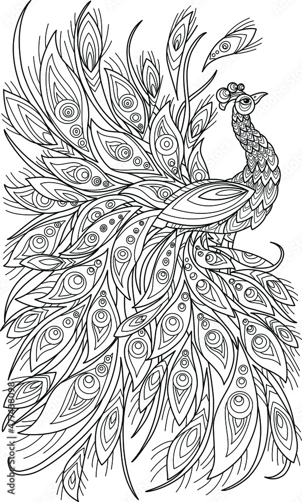 Peacock coloring book for adult illustrations anti