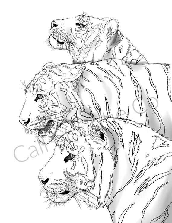Tigers coloring page animal coloring pagetiger color sheet download now