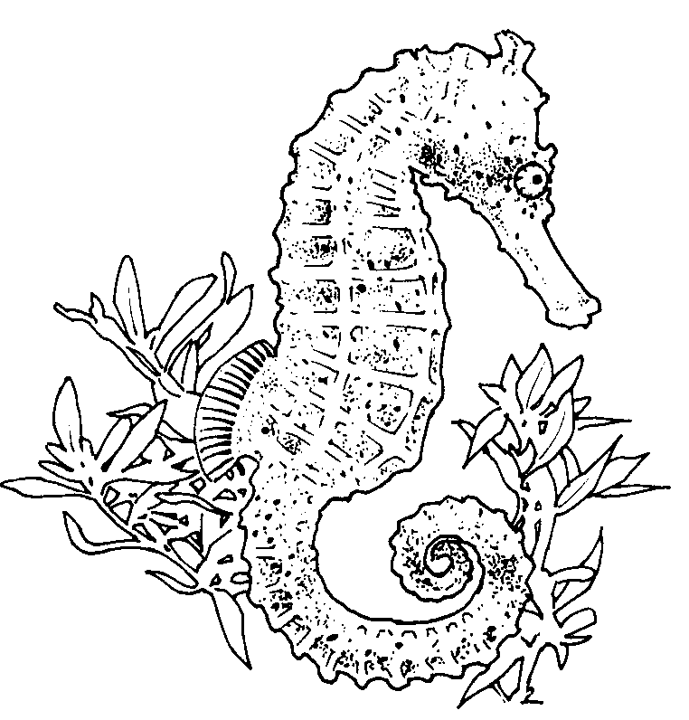 Realistic seahorse coloring page horse coloring pages animal coloring pages coloring pages