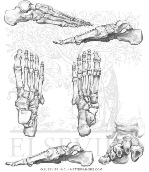 Bones of the ankle and foot