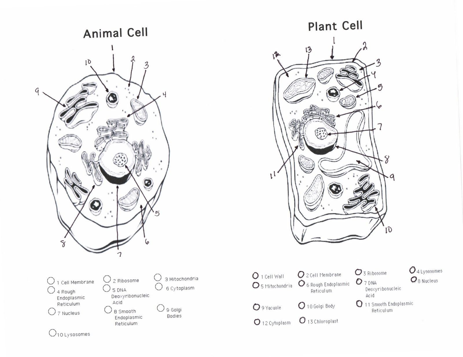 Animal and plant cell coloring sheet â from the thousands of photos on the web in relation to aniâ animal cells worksheet cells worksheet plant and animal cells