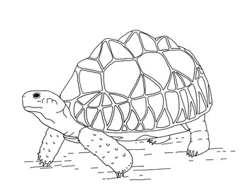 Burmese star tortoise coloring page by mama draw it tpt