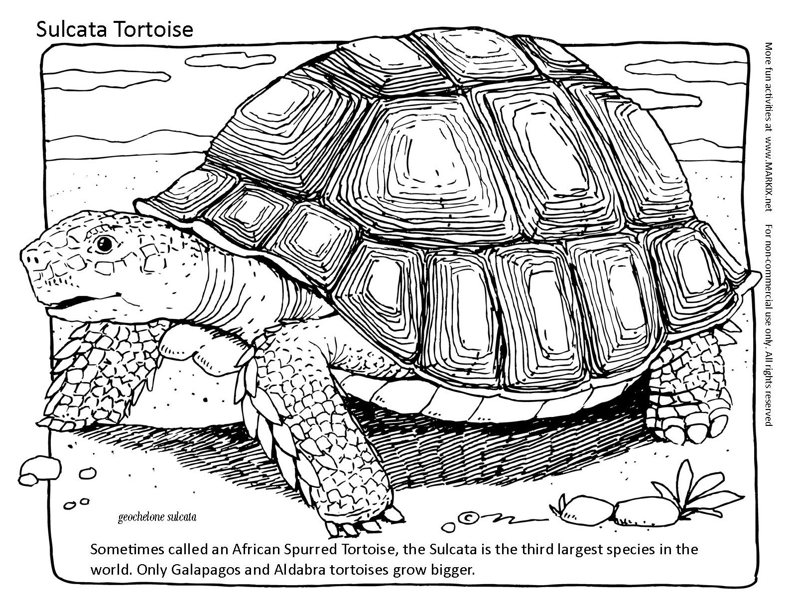 Sulcata tortoise coloring page