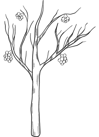 Winter tree coloring page free printable coloring pages
