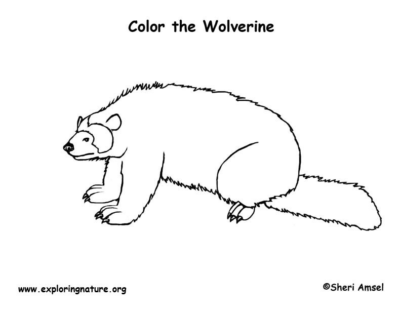 Wolverine coloring page