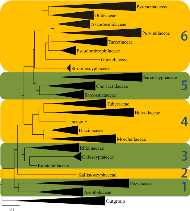 Taxonomy and phylogeny of operculate disycetes pezizomycetes fungal diversity