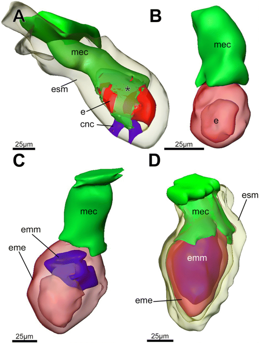 Reproductive biology embryonic development and matrotrophy in the phylactolaemate bryozoan plumatella casmiana organisms diversity evolution