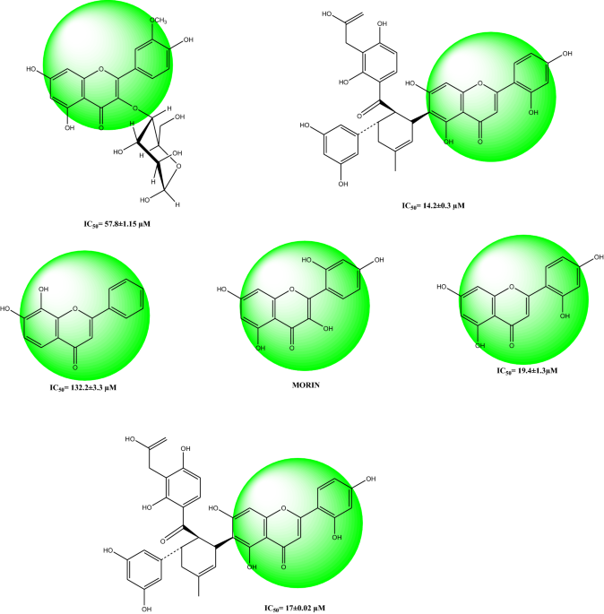 Molecular docking synthesis kinetics study structureâactivity relationship and admet analysis of morin analogous as helicobacter pylori urease inhibitors bmc chemistry full text