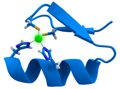 An introduction to molecular biologyfunction and structure of proteins