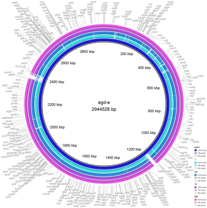 Biofilm growth by listeria monocytogenes on stainless steel and expression of biofilm