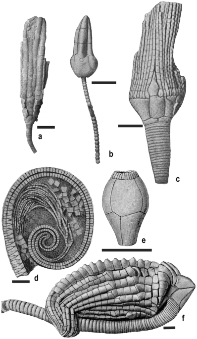 Morphological paradox of disparid crinoids echinodermata phylogenetic analysis of a paleozoic clade swiss journal of palaeontology full text