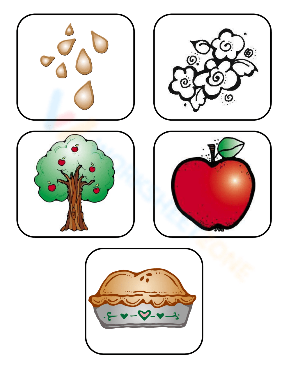 Free printable apple life cycle printable worksheets