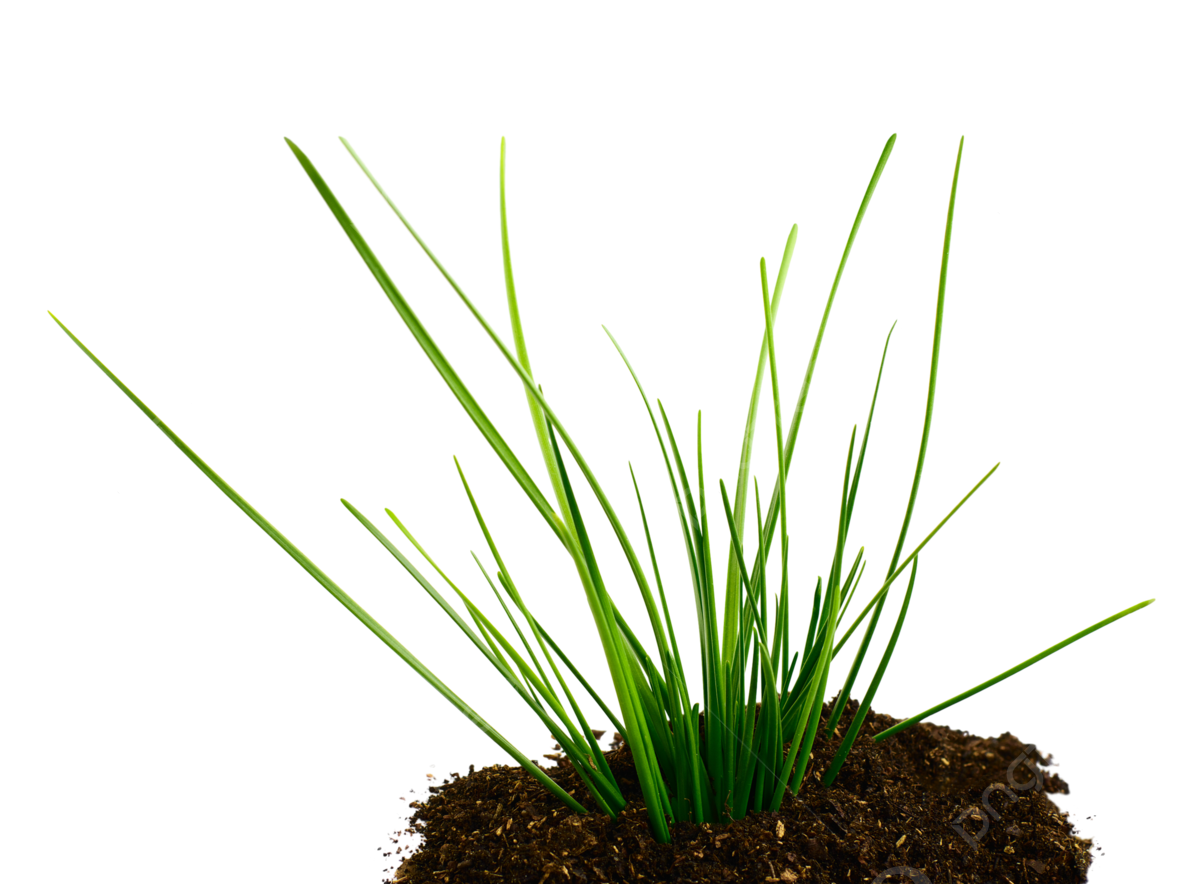 Tussock png transparent images free download vector files