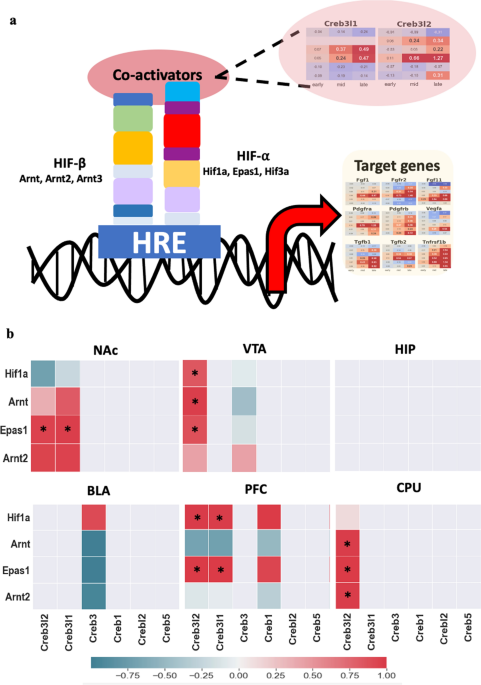 Unveiling oasis family as a key player in hypoxiaâischemia cases induced by cocaine using generative adversarial networks scientific reports