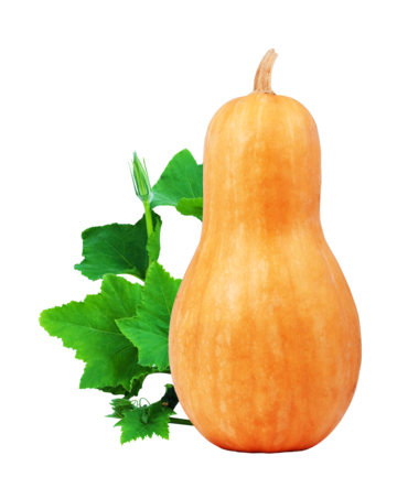 Orange pumpkin png vector psd and clipart with transparent background for free download