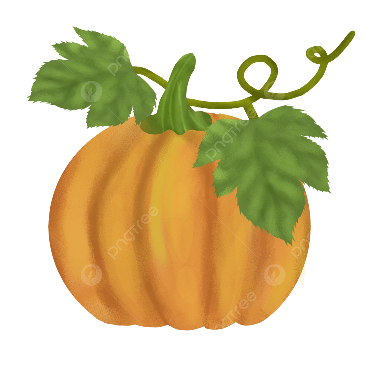 Fresh pumpkin png transparent images free download vector files