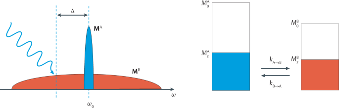 Quantitative magnetic resonance imaging of brain anatomy and in vivo histology reviews physics