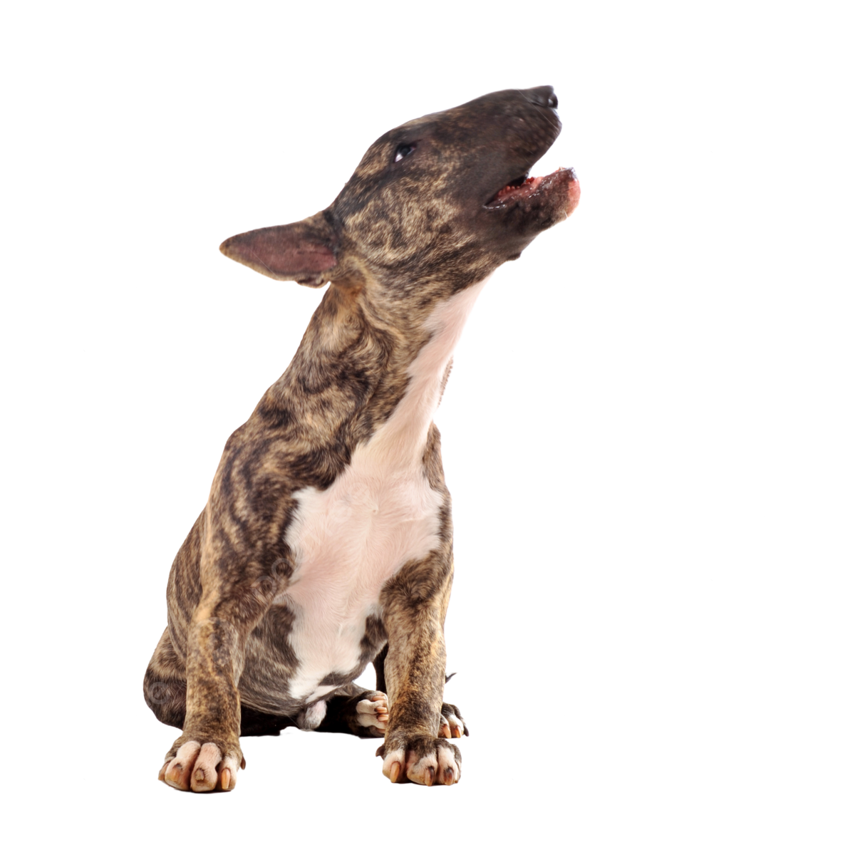 Bull terrier png transparent images free download vector files