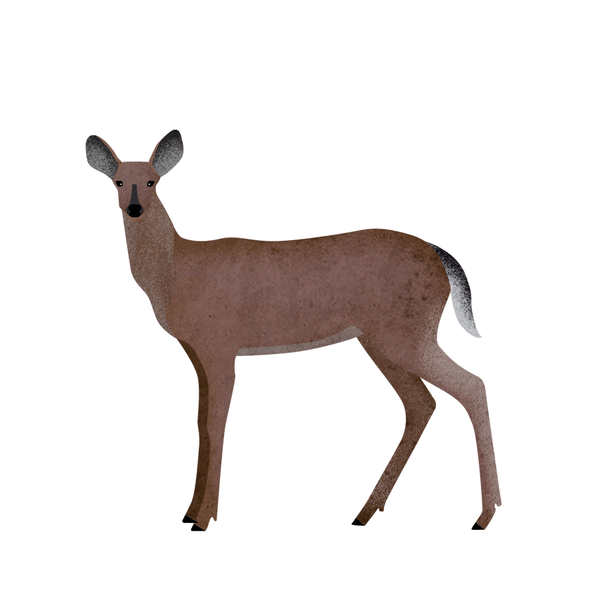 Wolves and the food web