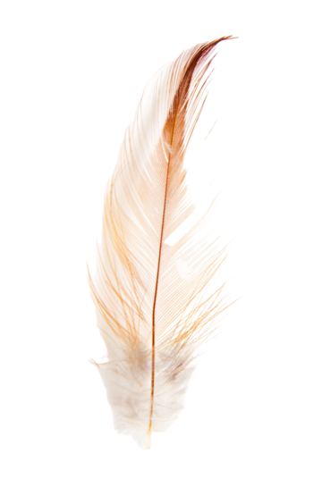 Feather tickling png transparent images free download vector files