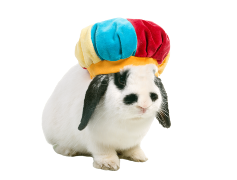 Cute rabbit ears png transparent images free download vector files