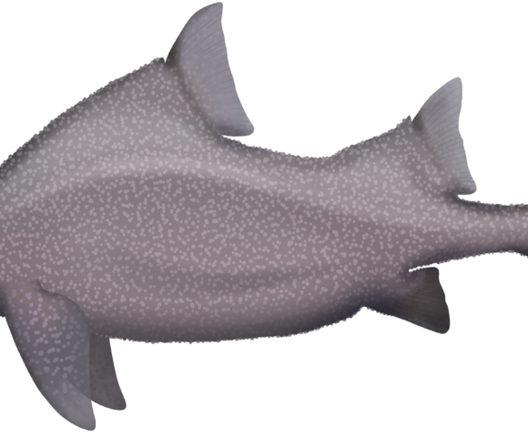 Sharks and rays archive