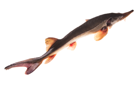 Sturgeon png transparent images free download vector files