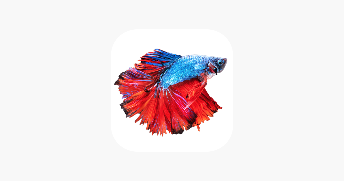 Betta fish