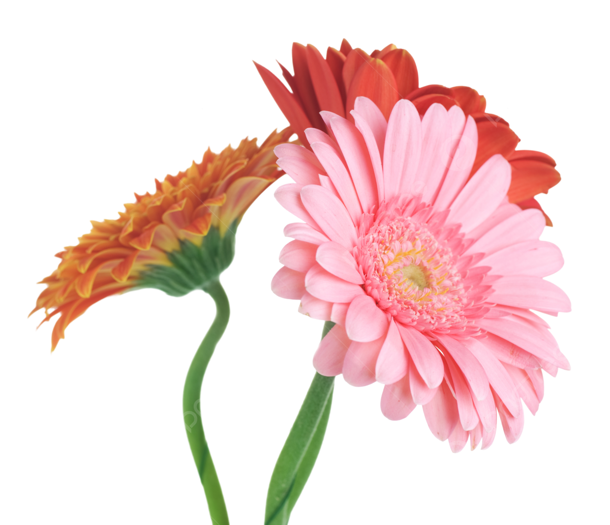 Gerbera daisy png vector psd and clipart with transparent background for free download