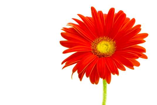 Gerbera daisy png vector psd and clipart with transparent background for free download