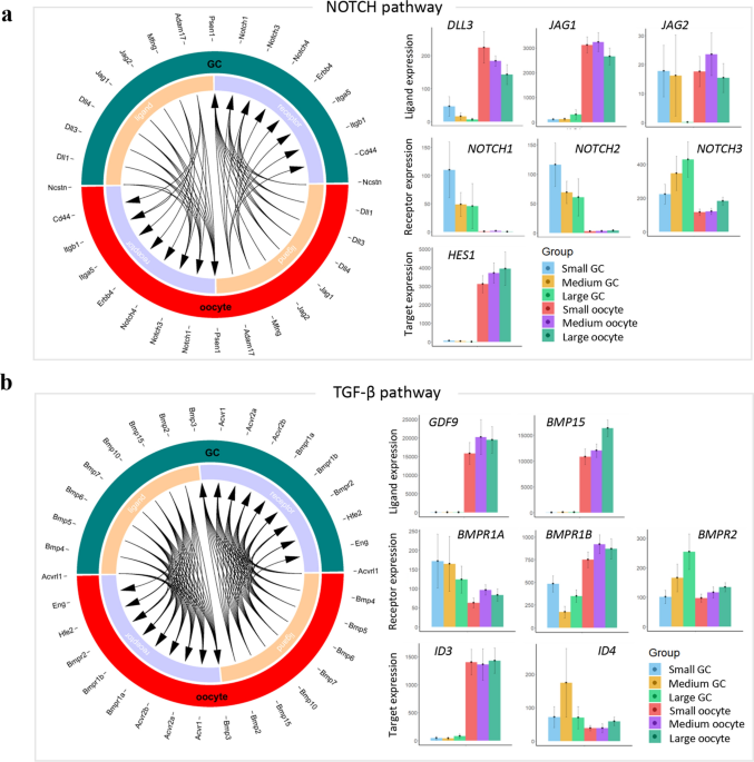 Transcriptome profile of goat folliculogenesis reveals the interaction of oocyte and granulosa cell in correlation with different fertility population scientific reports