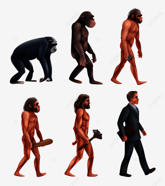 Stages of development vector hd images human development stages set of characters from primate to modern person isolated vector illustration animal primitive change png image for free download