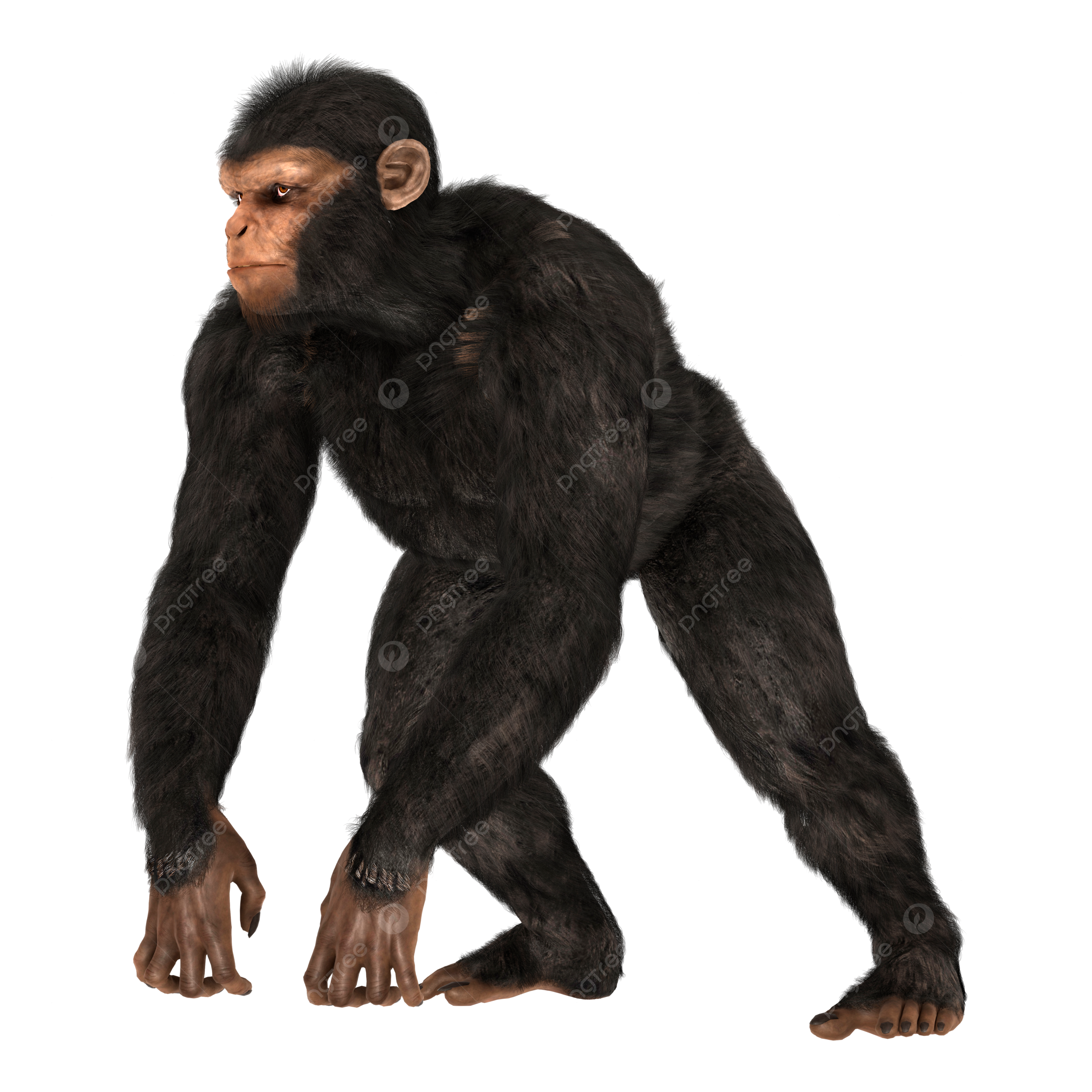 Chimp png transparent images free download vector files
