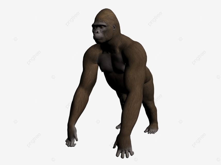 Gambar gorila gorila jantan haiwan beruk potong png dan clipart untuk muat turun percuma