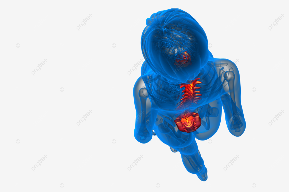 Human spine illustrated in d medical rendering bones anatomy joint skeleton png transparent image and clipart for free download