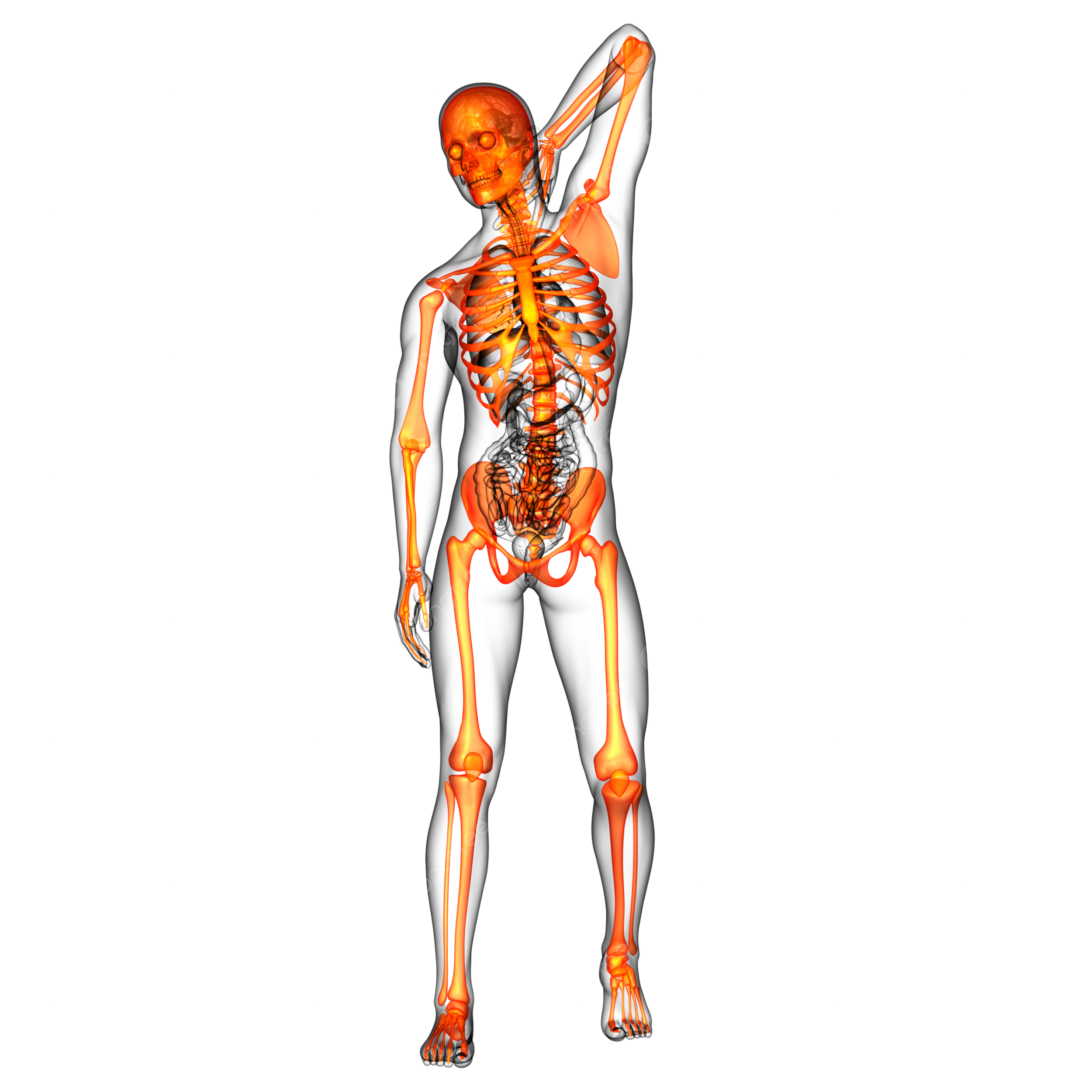 Skeletal bone d medical rendered skeletal therapy skeleton png transparent image and clipart for free download