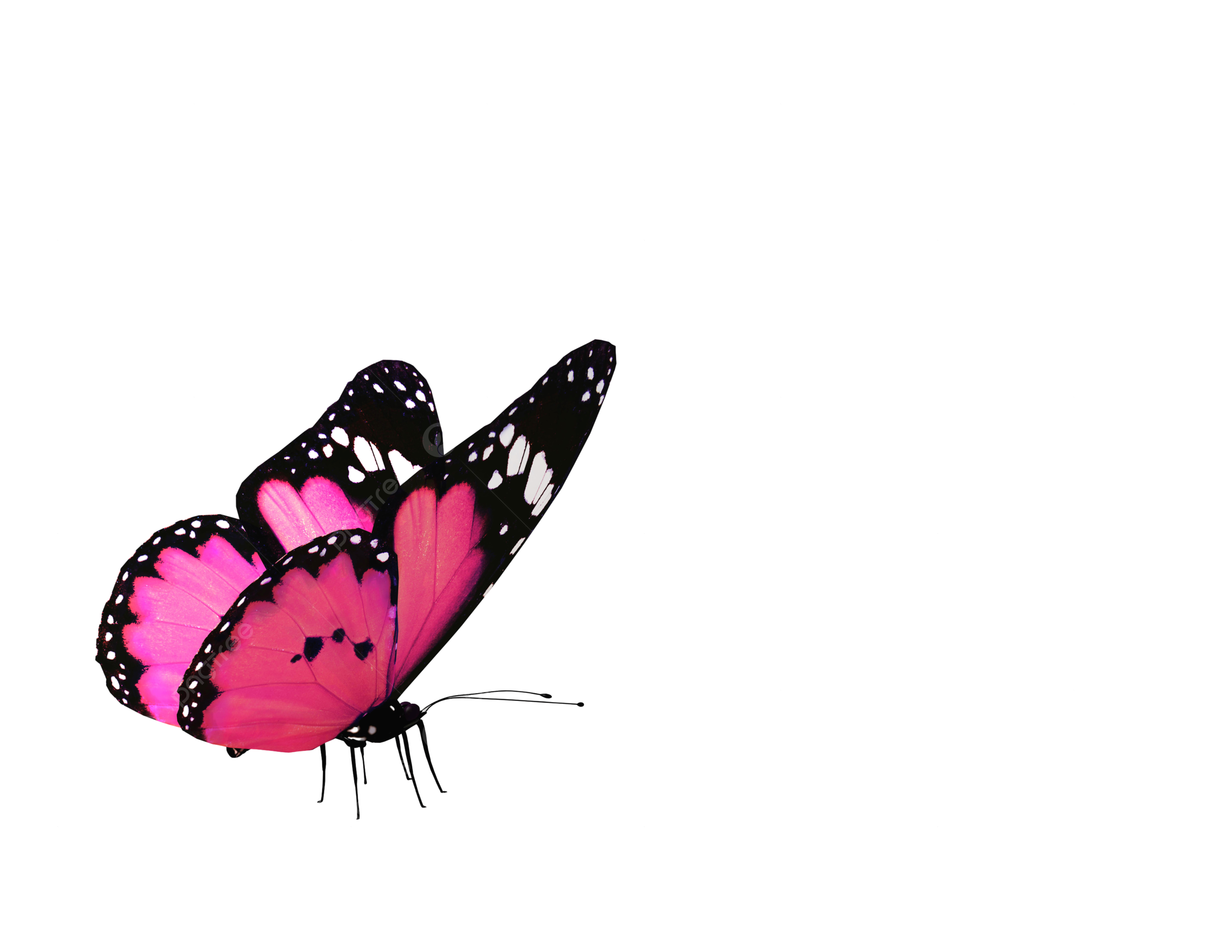 Butterfly heart png transparent images free download vector files