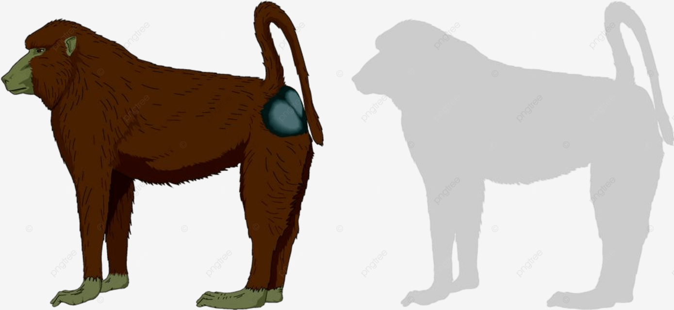 Baboons clipart hd png baboon print and cut vectors baboon fauna and png image for free download