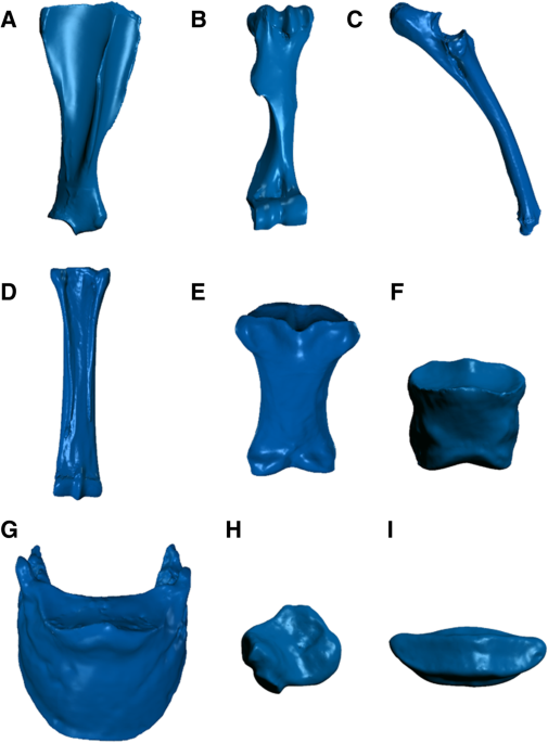 Parative assessment of anatomical details of thoracic limb bones of a horse to that of models produced via scanning and d printing d printing in medicine full text