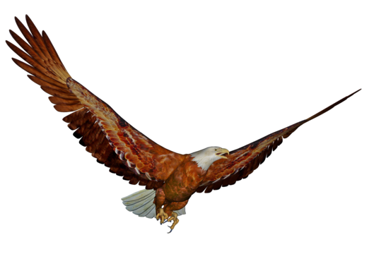 Eagle d png transparent images free download vector files